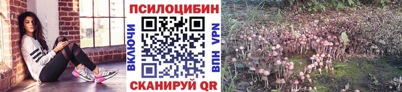 нарко площадка какой сайт  сколько стоит  Котельнич  Псилоцибиновые грибы мицелий 
